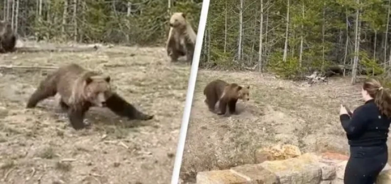 Medvjed u Yellowstone parku