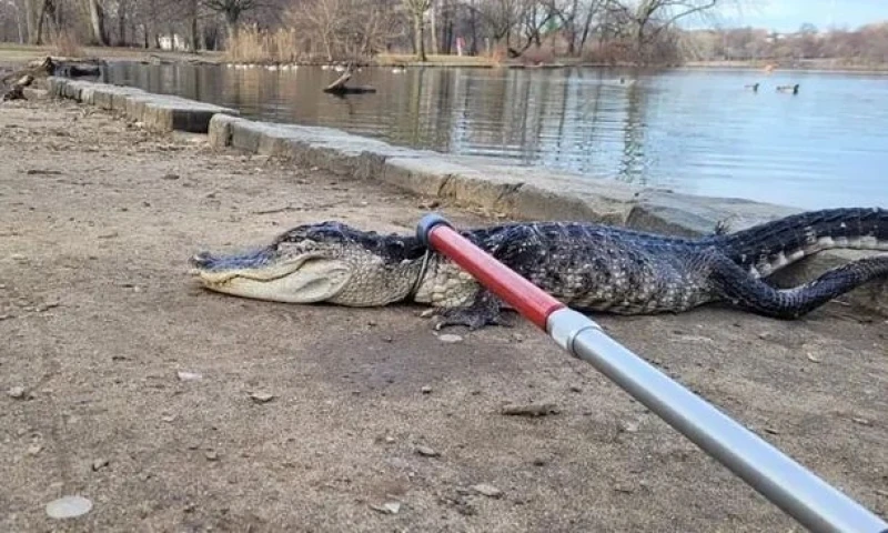 Aligator