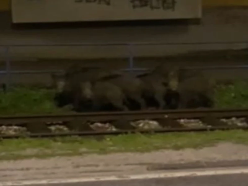 Divlje svinje u Vogošći