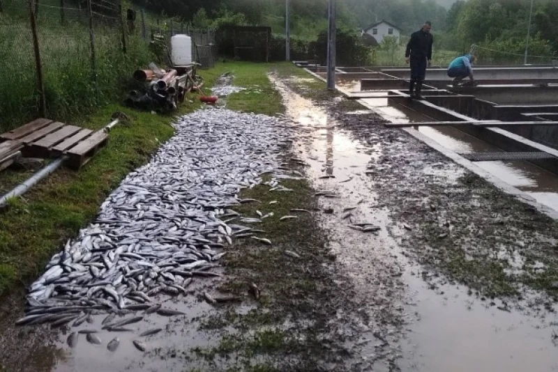 Uginula riba, Šipovo