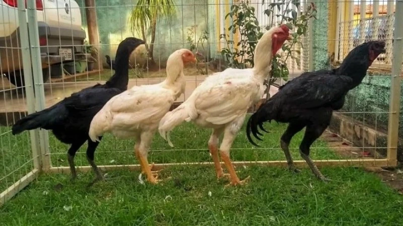 Divovske kokoške