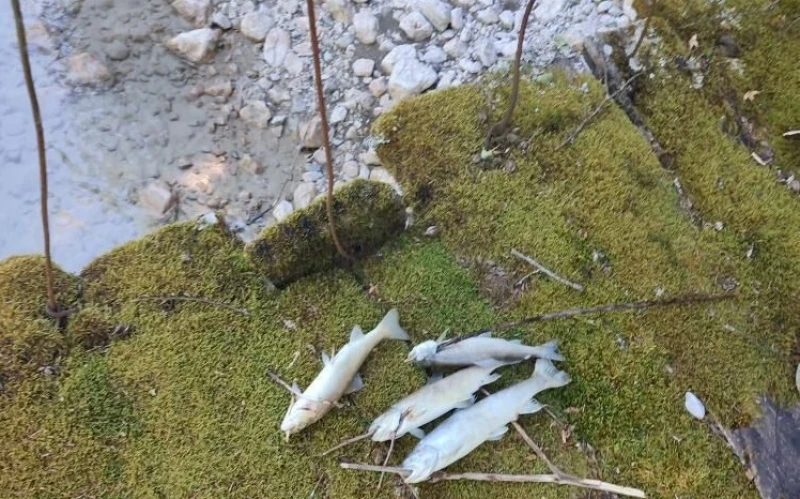 Neretva pomor riba