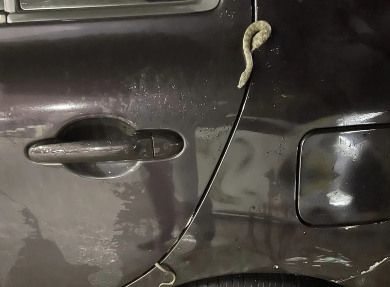 Zmija u automobilu
