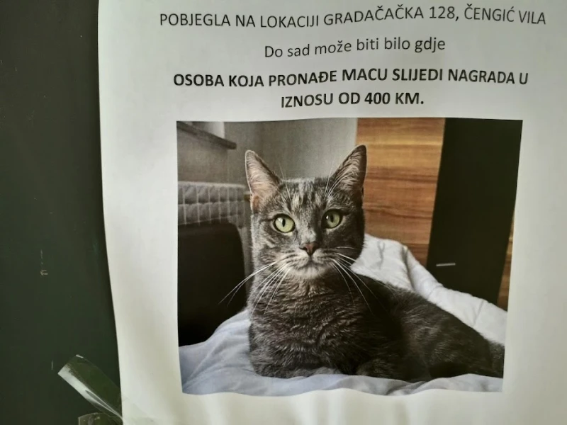 Tom, nestala maca 
