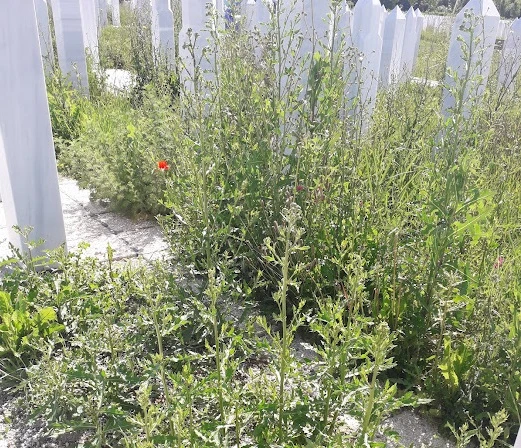 Aleja veterana na Vlakovu