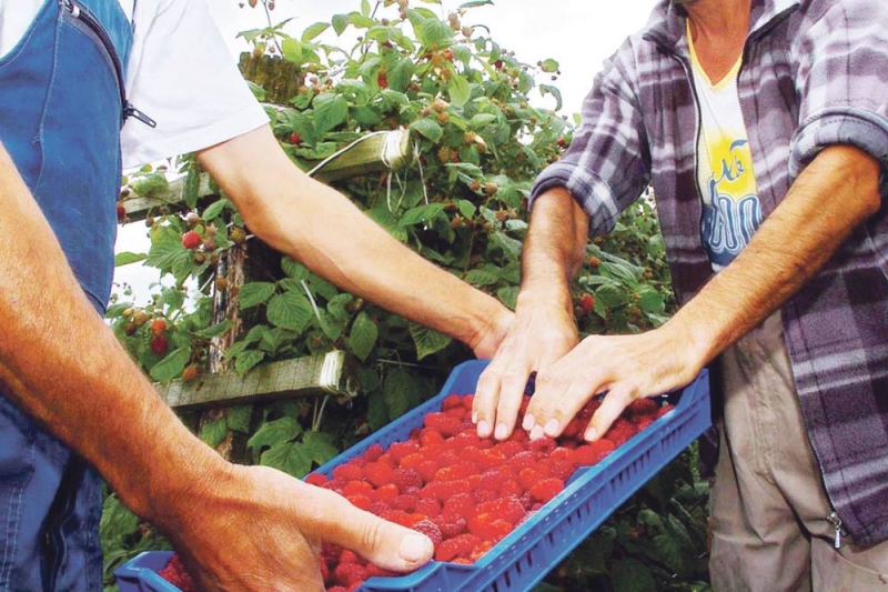 Proizvođačima maline isplaćeno skoro milion maraka
