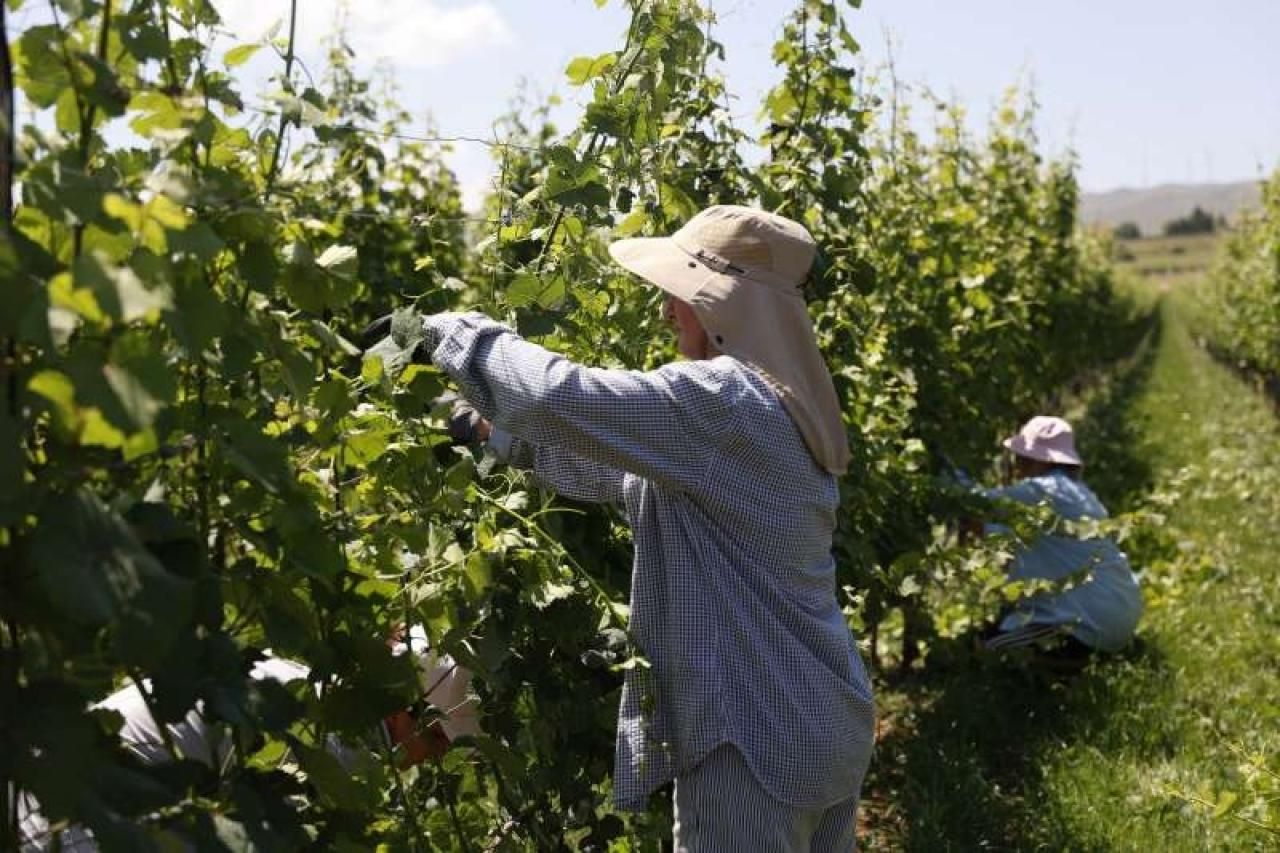 Za hektar vinograda u startu treba 60.000 KM, higijena je težak problem