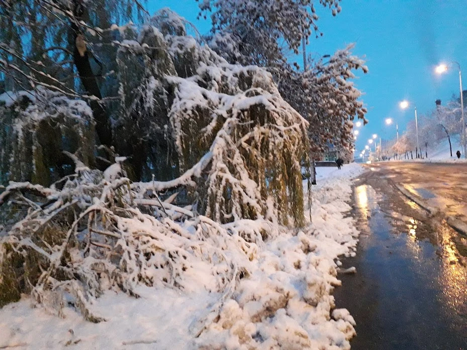 Oboreno drvo na Alipašinom Polju