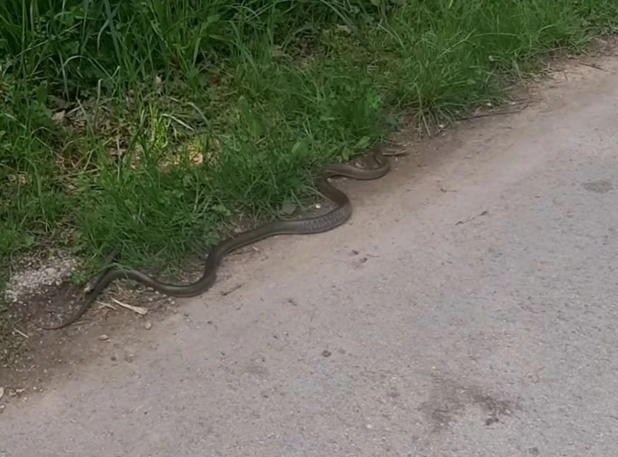 Zmija je primijećena na sarajevskom izletištu