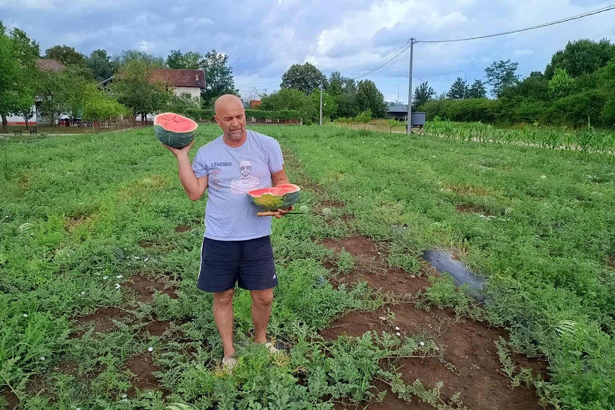 Suad Suad Mehinagić inovativnom tehnikom uzgojio lubenicu slatku kao med