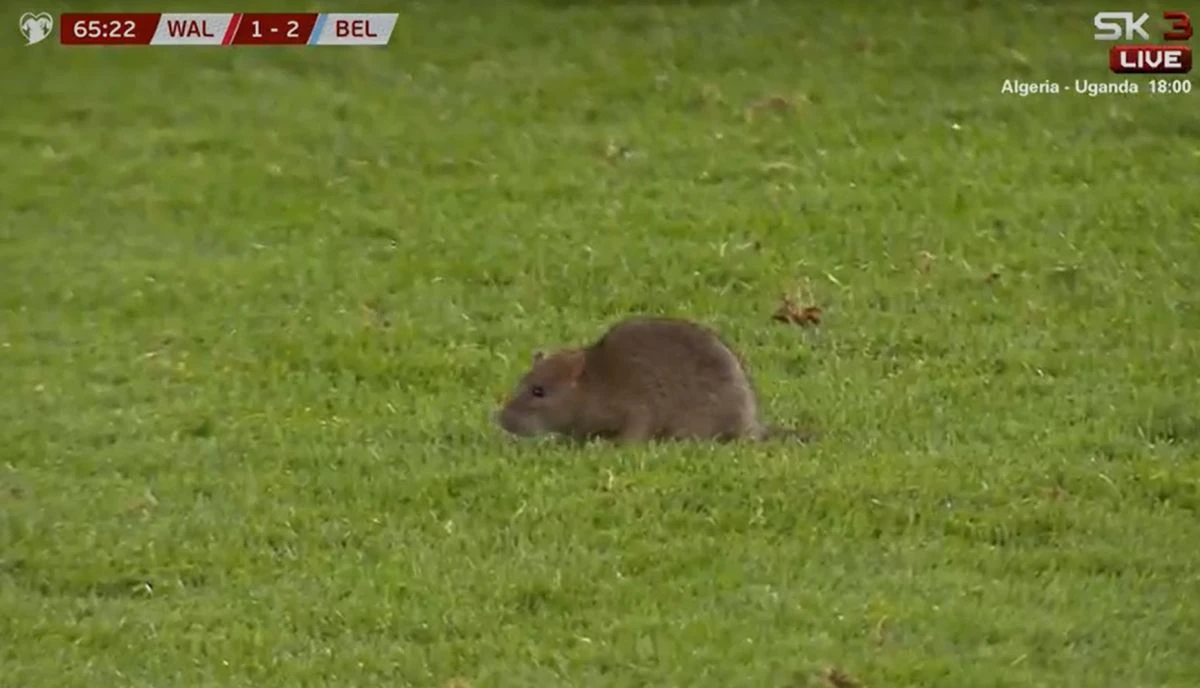 Pacov prošetao terenom stadiona u Cardiffu