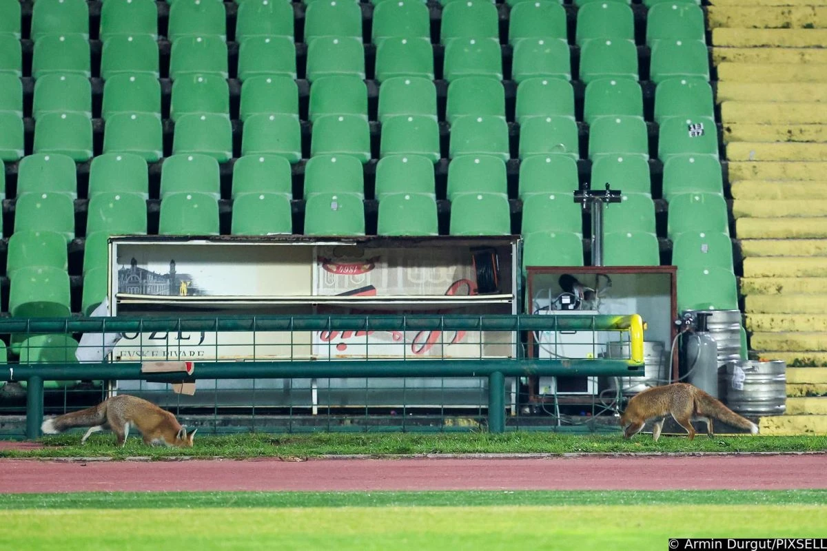 Lisice su sišle i na teren
