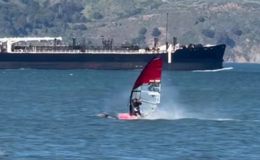 Pojavila se dramatična snimka sudara windsurfera sa sivim kitom