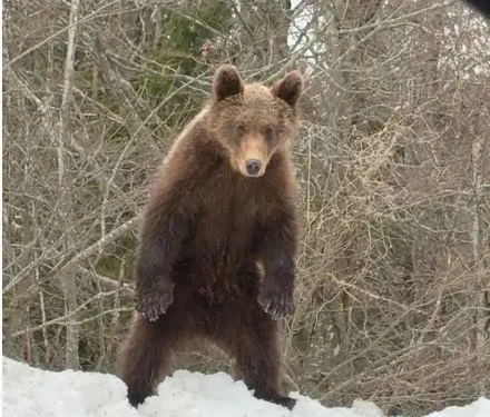 Oči u oči s medvjedom u Lici, Hrvatska: Zanimljivo, digao se na noge, nevjerojatno!