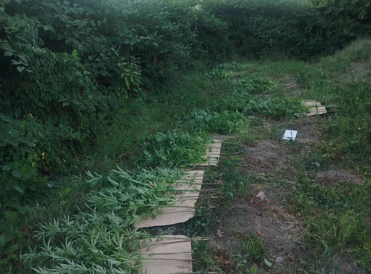 Plantaža