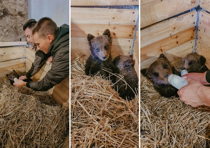 Medvjedići u Zoo vrtu Bingo